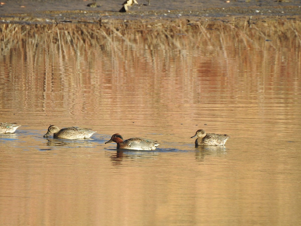 Green-winged Teal - ML610868597