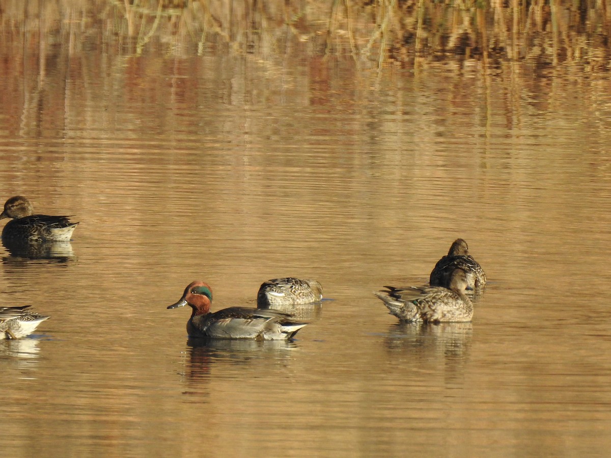 Green-winged Teal - ML610868599