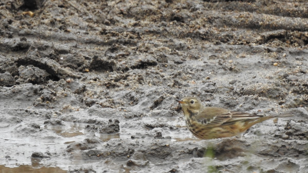 American Pipit - Rob Speirs