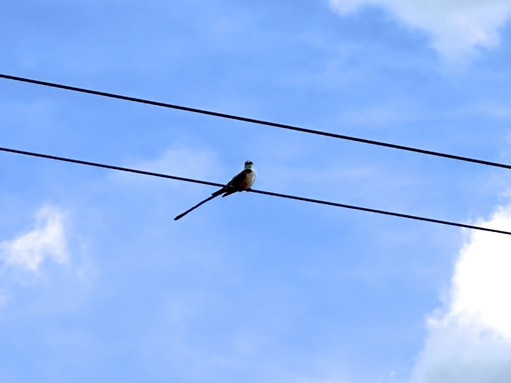 Scissor-tailed Flycatcher - Hal Mitchell