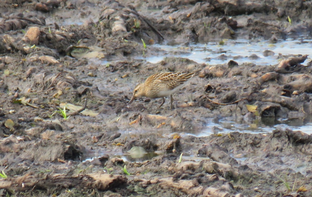 Pectoral Sandpiper - ML610868741