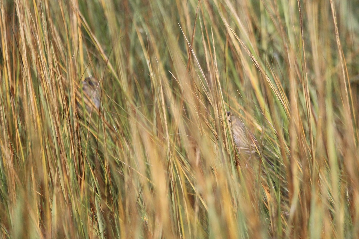 Saltmarsh Sparrow - Zac Cota