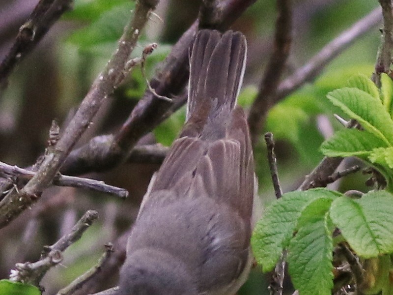 Moltoni's/Western/Eastern Subalpine Warbler - ML610868896