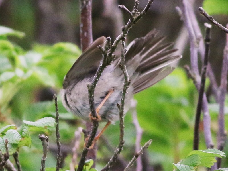 Moltoni's/Western/Eastern Subalpine Warbler - ML610868899