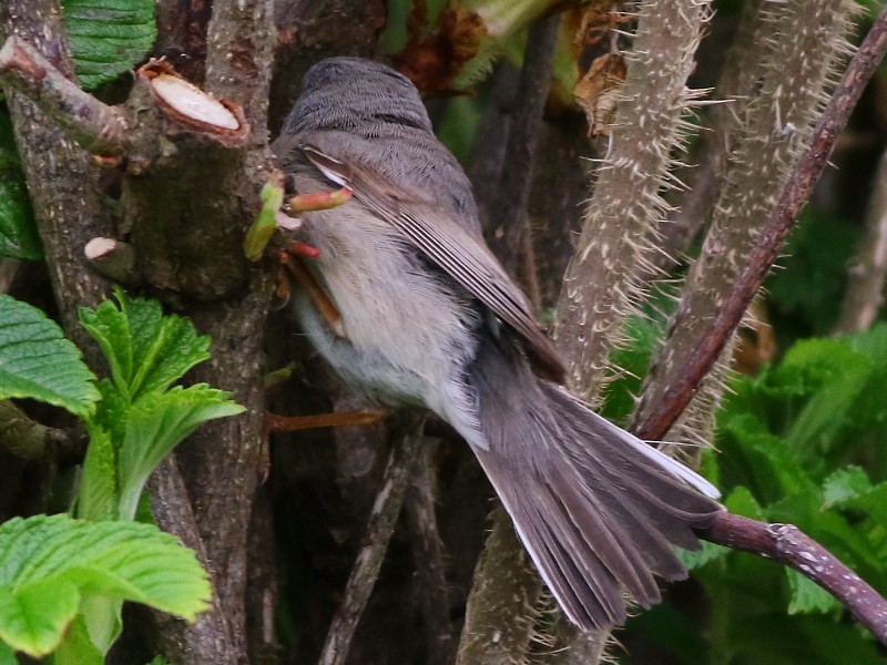 Moltoni's/Western/Eastern Subalpine Warbler - ML610868901