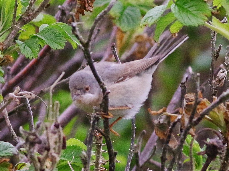 Moltoni's/Western/Eastern Subalpine Warbler - ML610868903