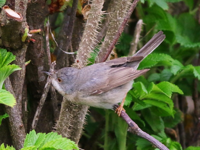 Moltoni's/Western/Eastern Subalpine Warbler - David Cooper