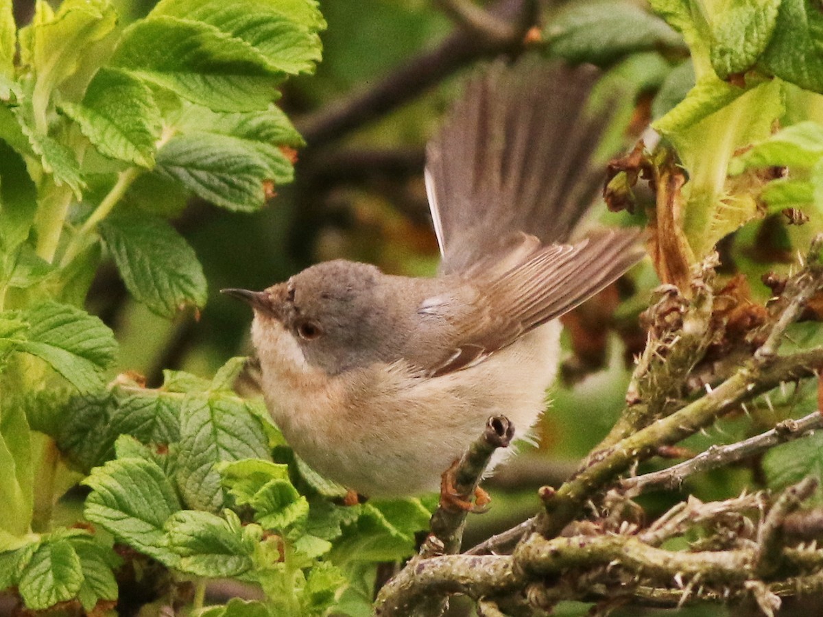 Moltoni's/Western/Eastern Subalpine Warbler - ML610868908