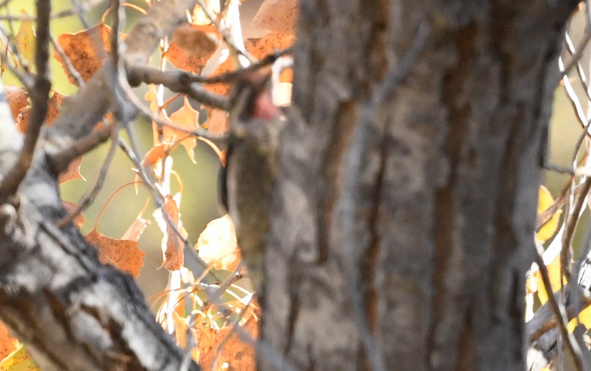 Yellow-bellied Sapsucker - Nancy Hetrick