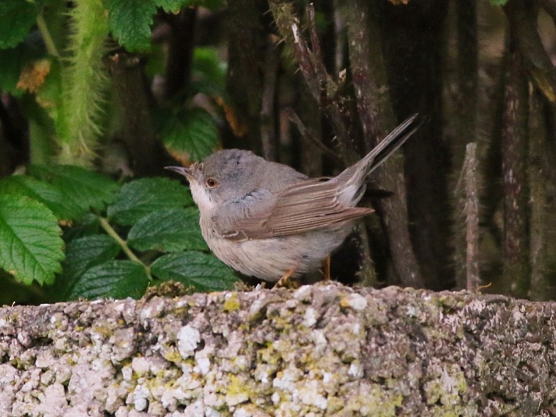 Moltoni's/Western/Eastern Subalpine Warbler - ML610868931