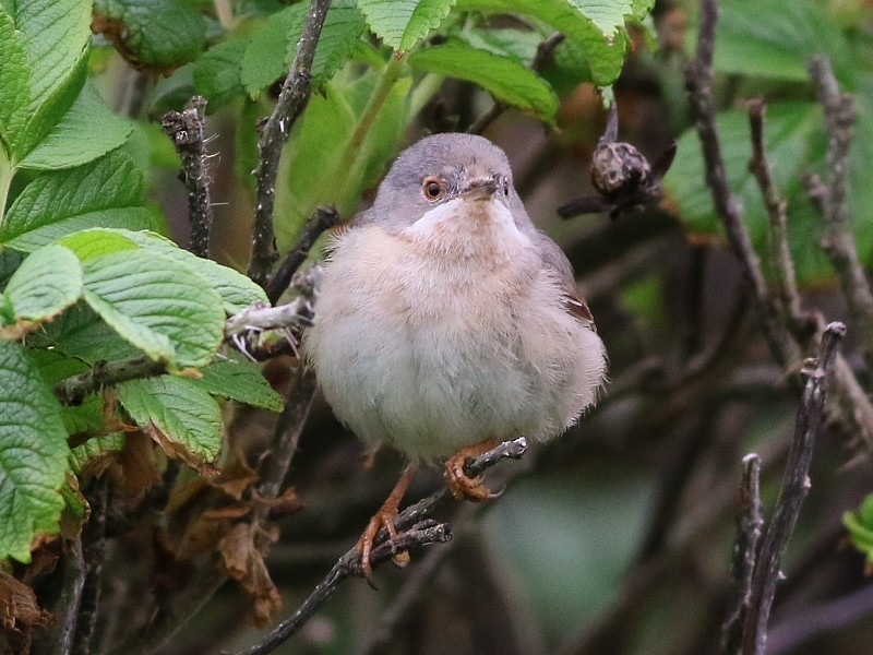 Moltoni's/Western/Eastern Subalpine Warbler - ML610868932