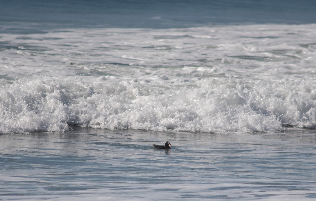 Surf Scoter - ML610868980