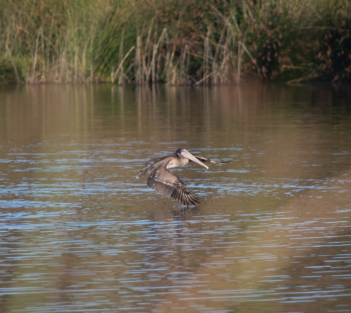 Brown Pelican - ML610868990