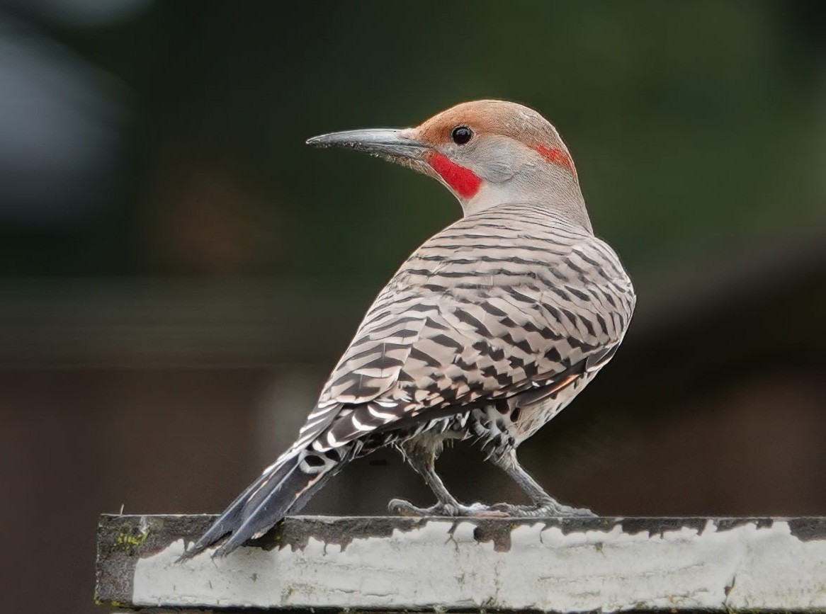 Northern Flicker (Yellow-shafted x Red-shafted) - ML610868998