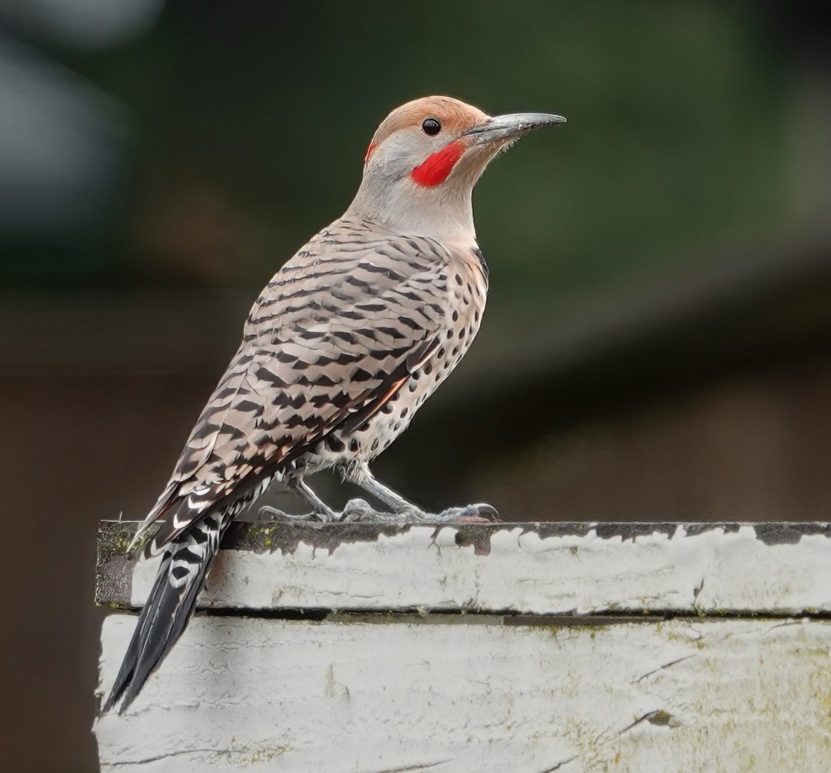 Northern Flicker (Yellow-shafted x Red-shafted) - ML610868999