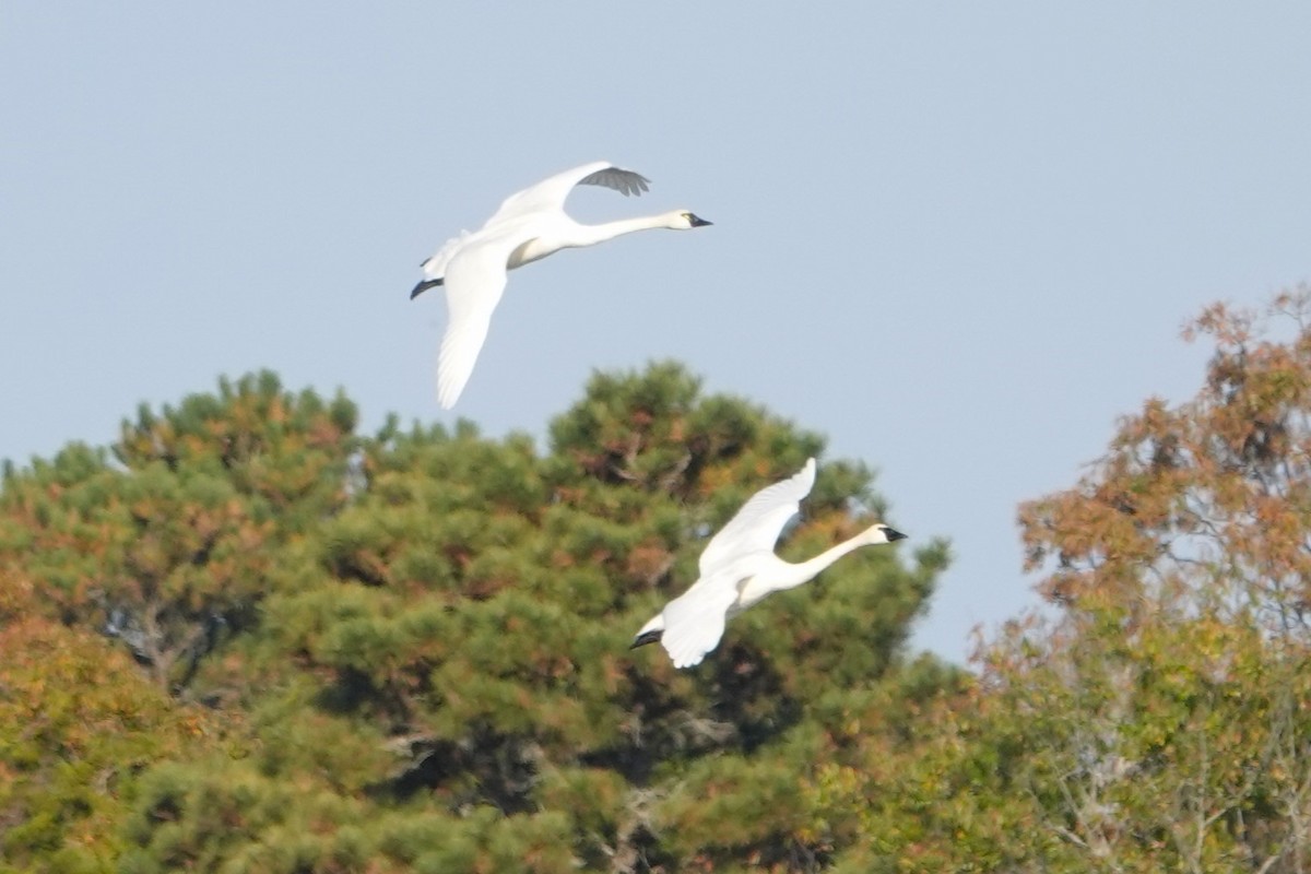 Tundra Swan - ML610869071