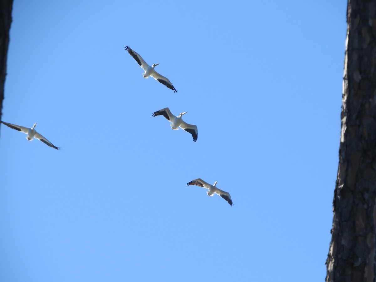 American White Pelican - ML610869087