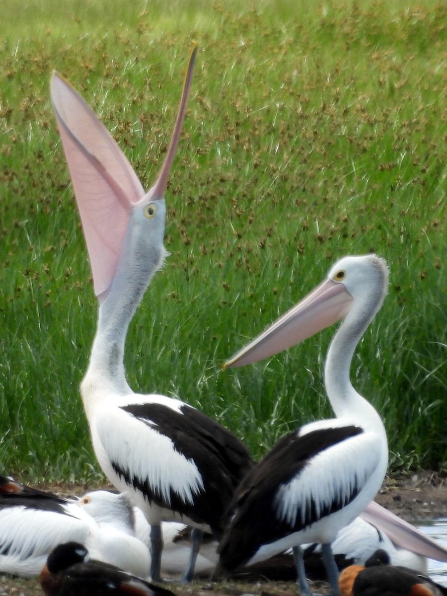 pelikán australský - ML610869098