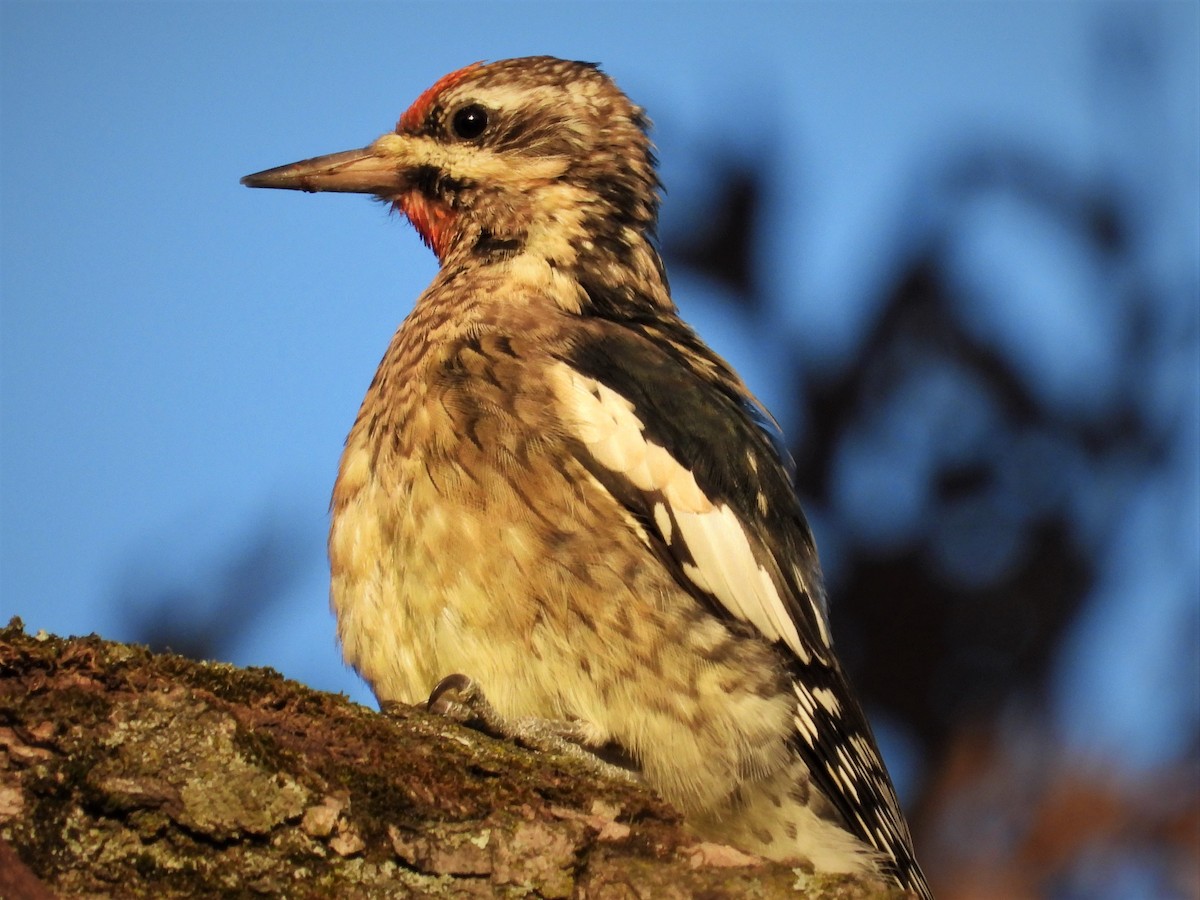 Yellow-bellied Sapsucker - ML610869101