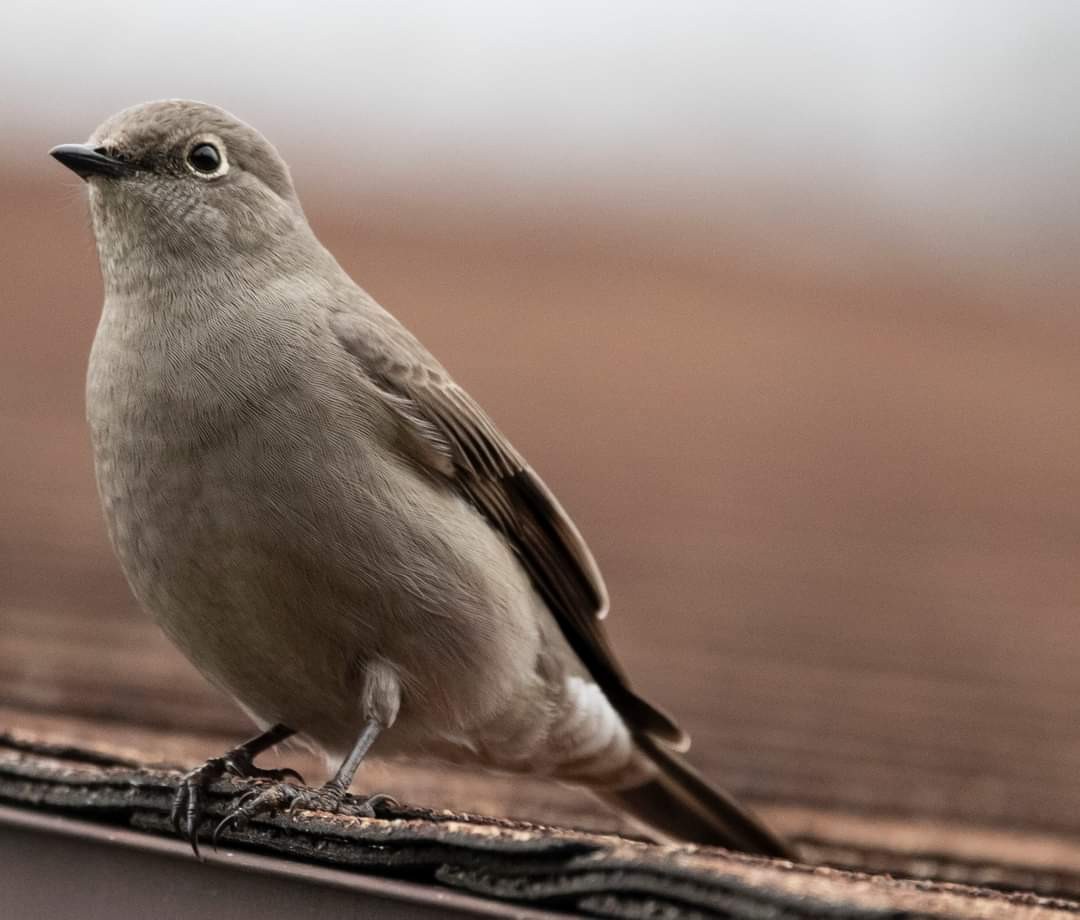 Townsend's Solitaire - ML610869264