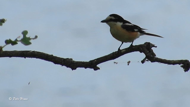 Masked Shrike - ML610869266