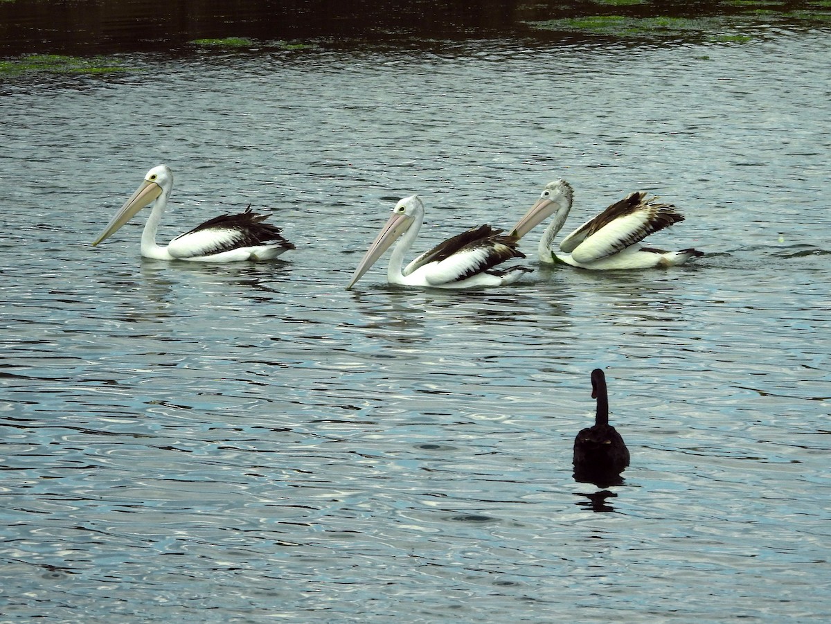 Australian Pelican - ML610869283