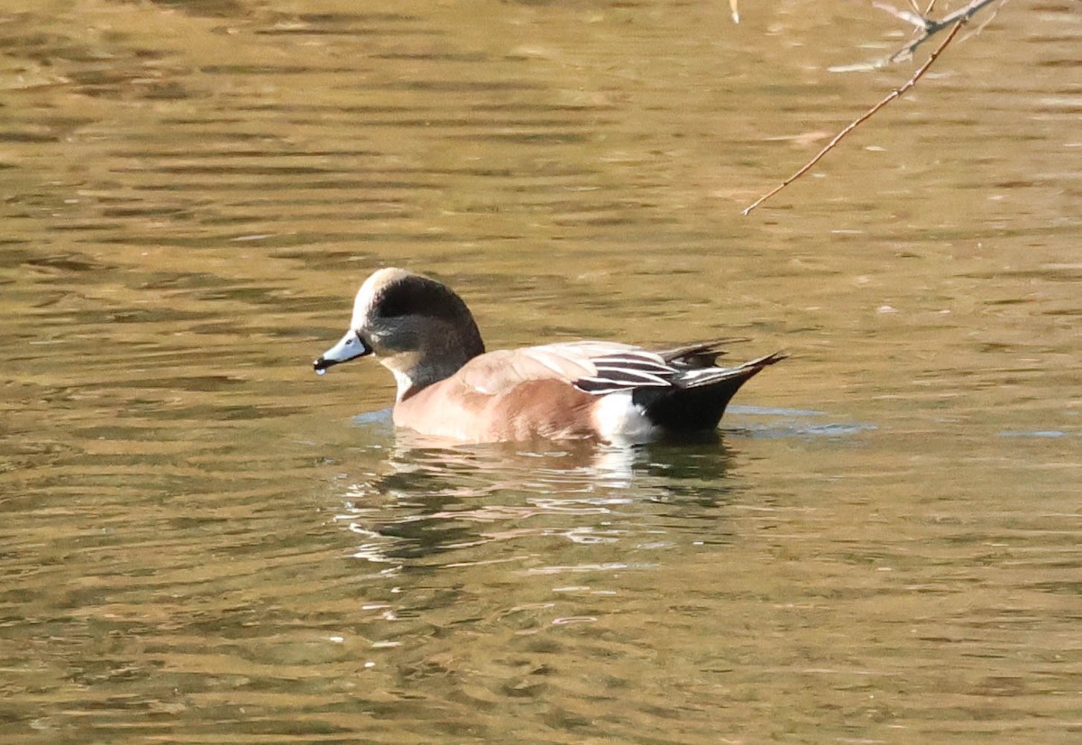 American Wigeon - ML610869297