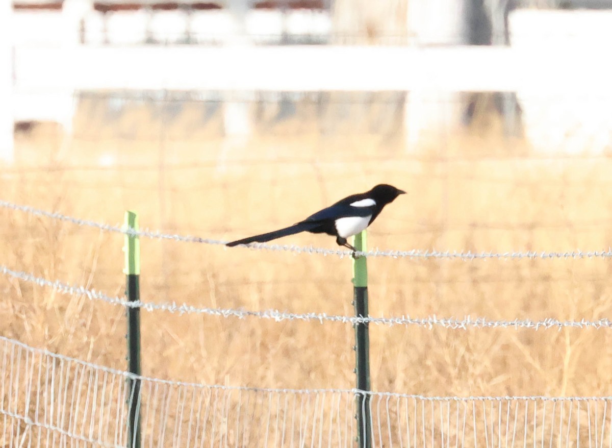 Black-billed Magpie - ML610869327