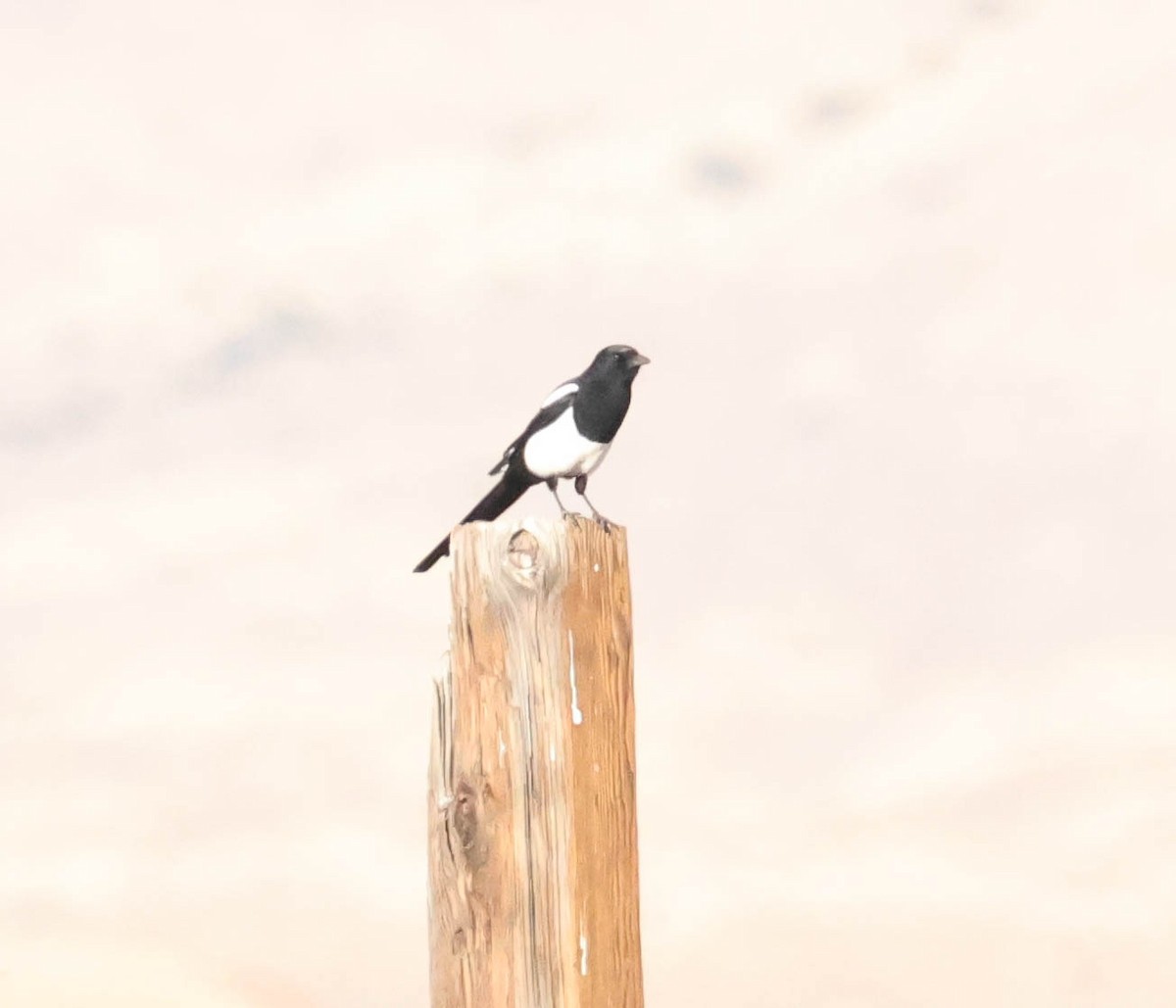 Black-billed Magpie - ML610869328