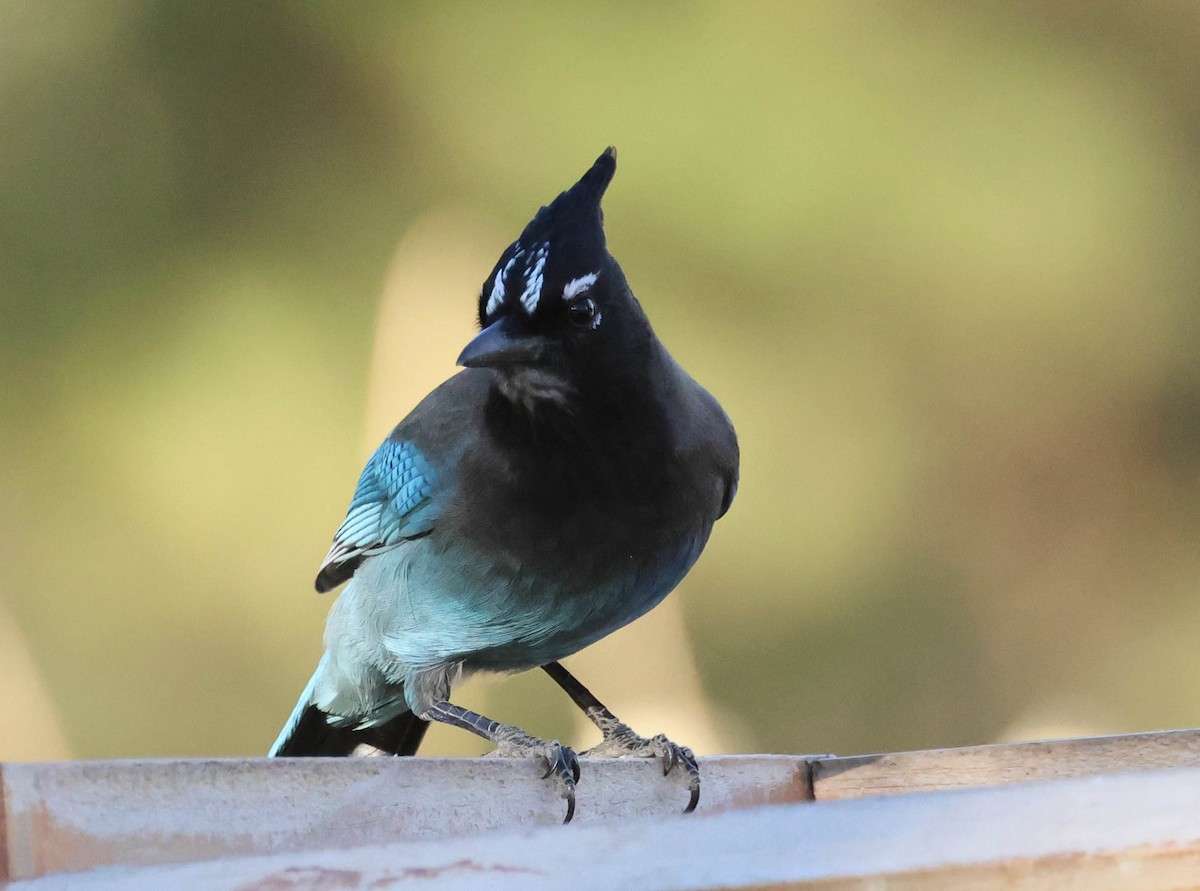 Steller's Jay - ML610869403