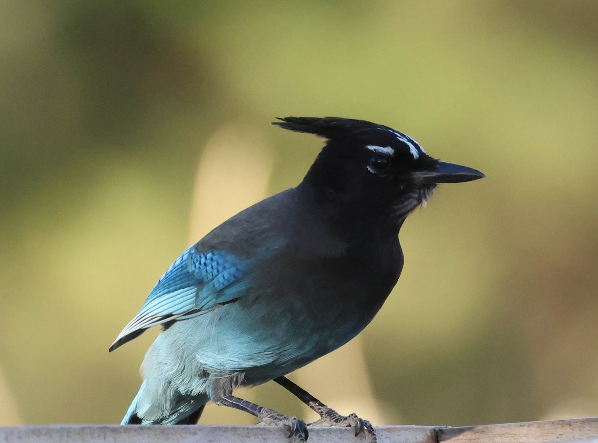 Steller's Jay - ML610869405