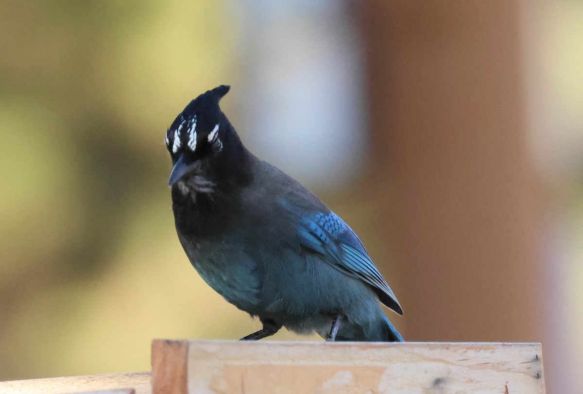 Steller's Jay - ML610869414