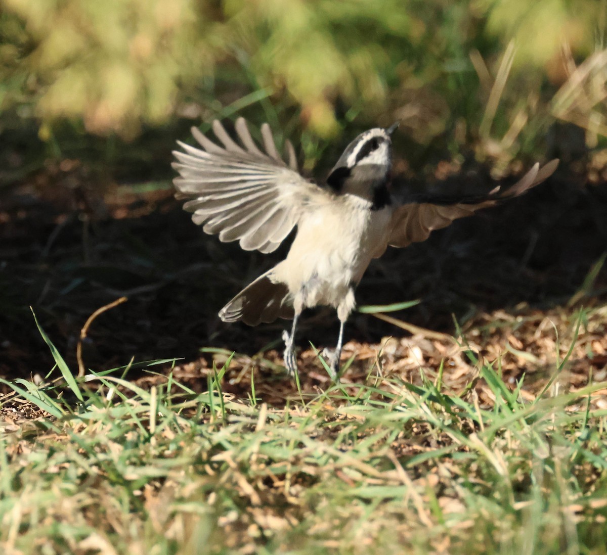 Mountain Chickadee - ML610869421