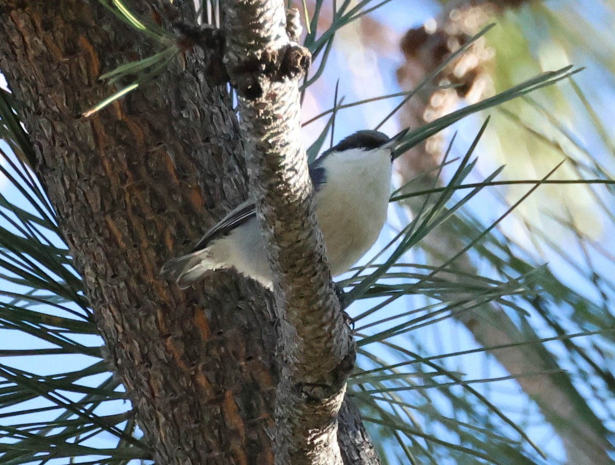 Pygmy Nuthatch - ML610869440