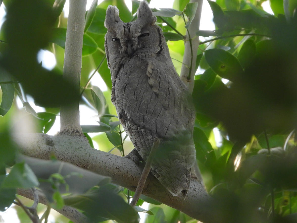 Pallid Scops-Owl - Srinath Sridharan