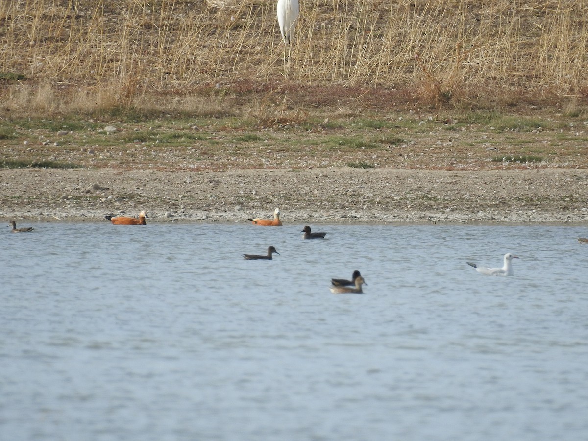 Gadwall - Murat Akkaya