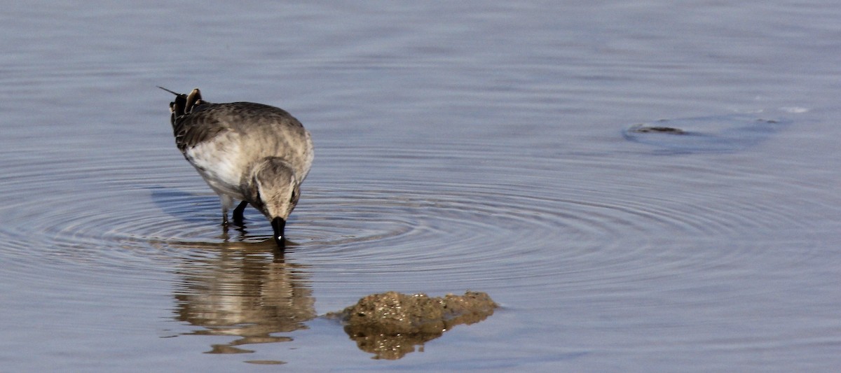 Dunlin - ML610869512