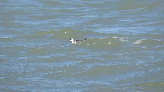 Red-necked Phalarope - ML610869615