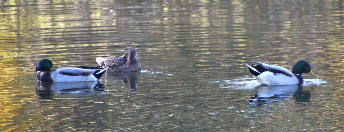 Canard colvert - ML610869646