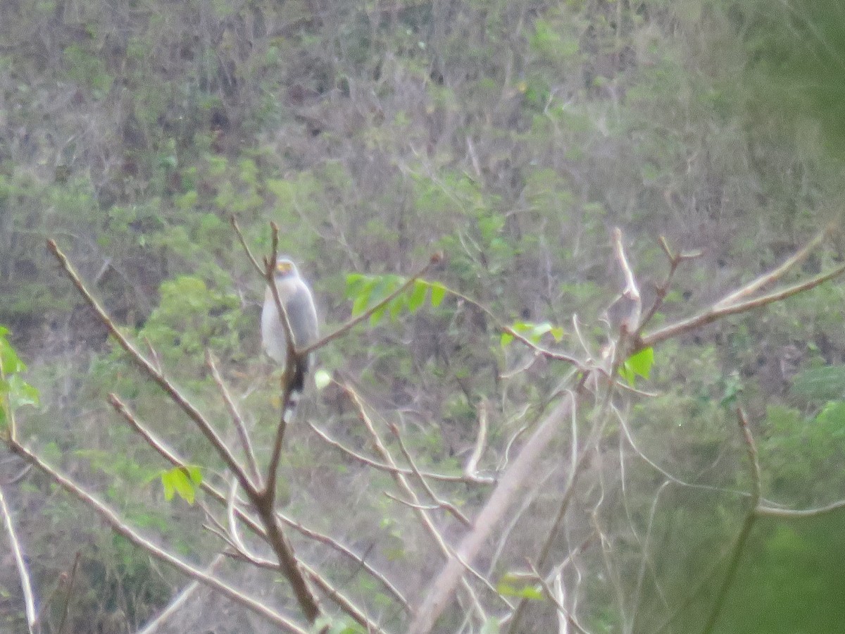 Roadside Hawk - ML610869703