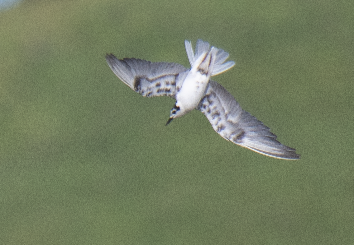 White-winged Tern - ML610869757