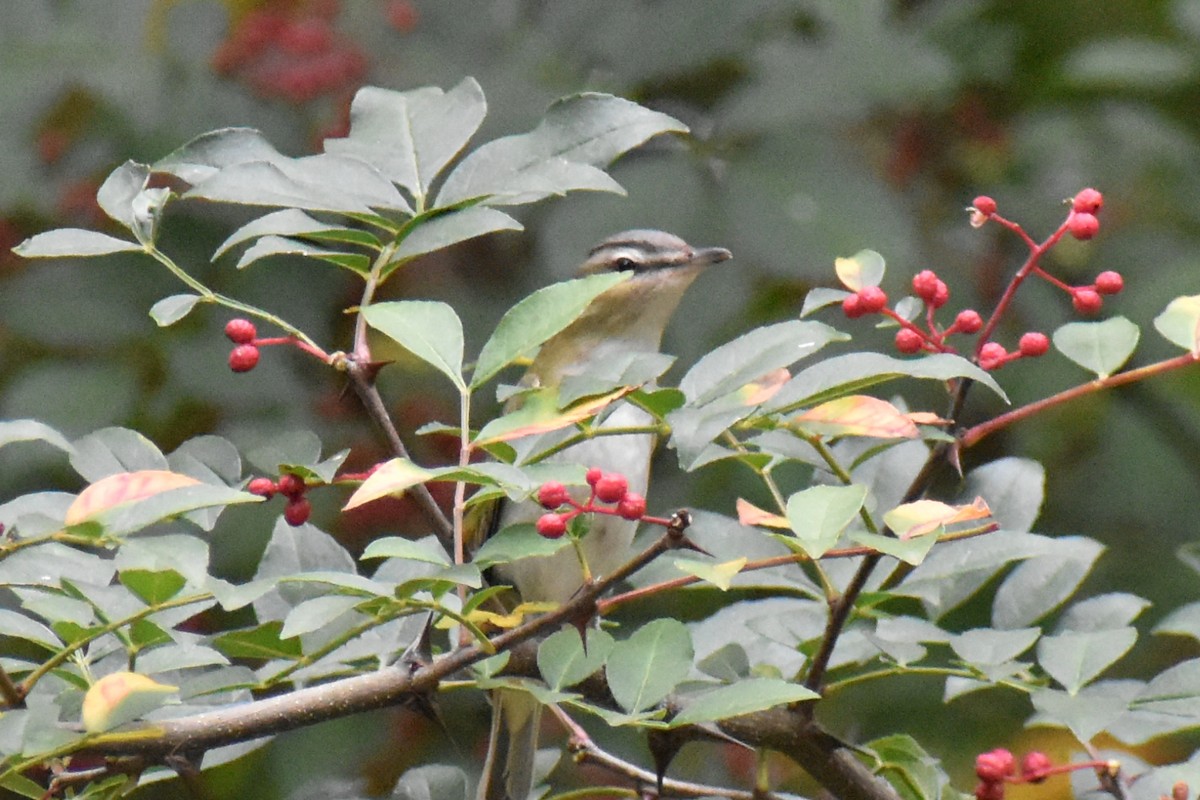 Red-eyed Vireo - D K