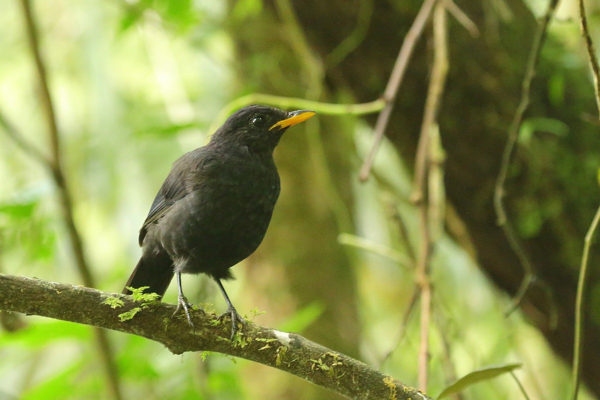 Malayan Whistling-Thrush - ML610869929