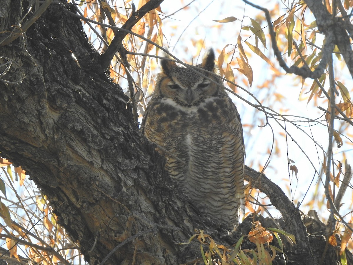 Great Horned Owl - ML610869993