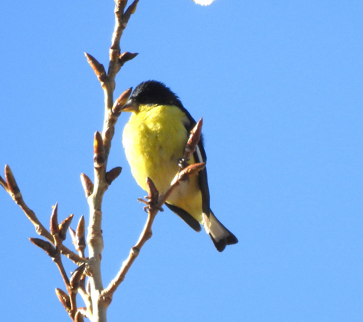 Lesser Goldfinch - ML610870010