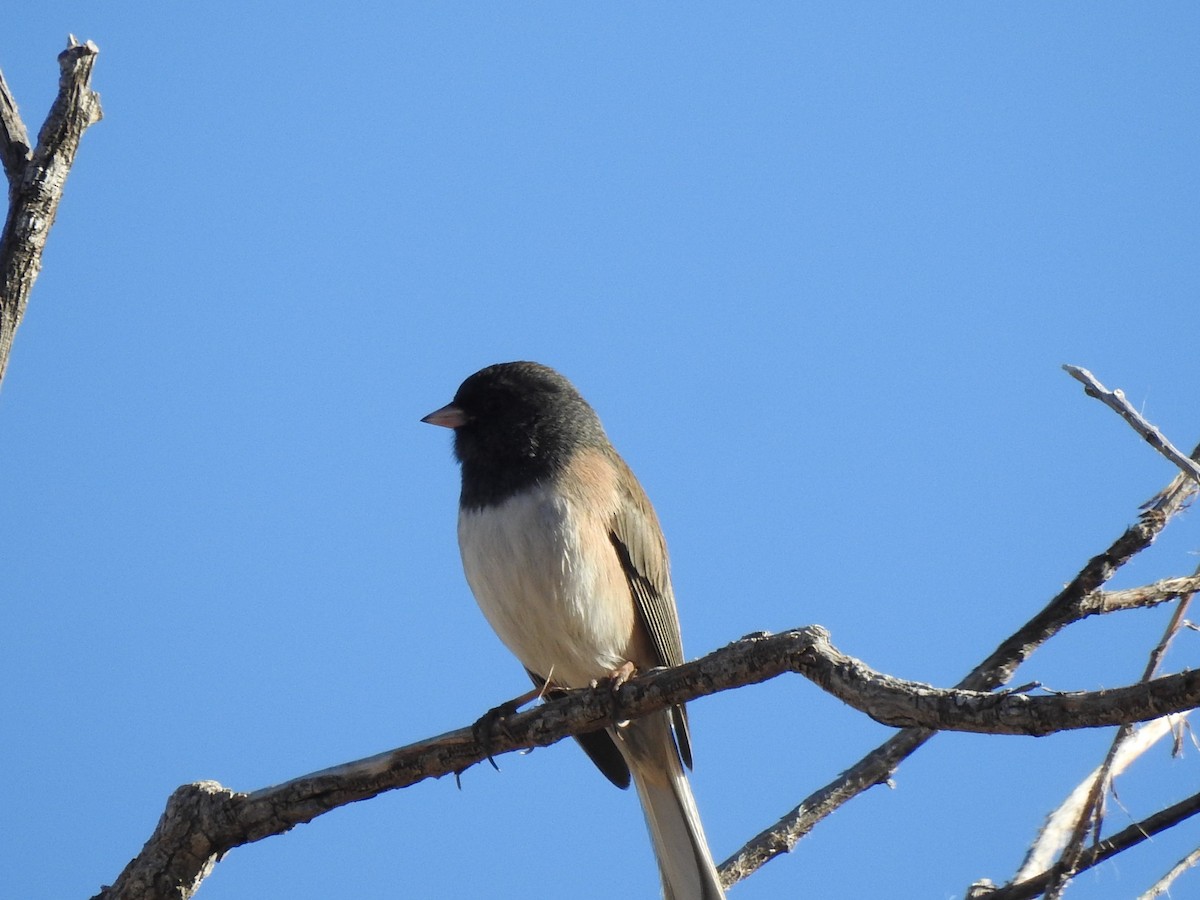 Dark-eyed Junco (Oregon) - ML610870061