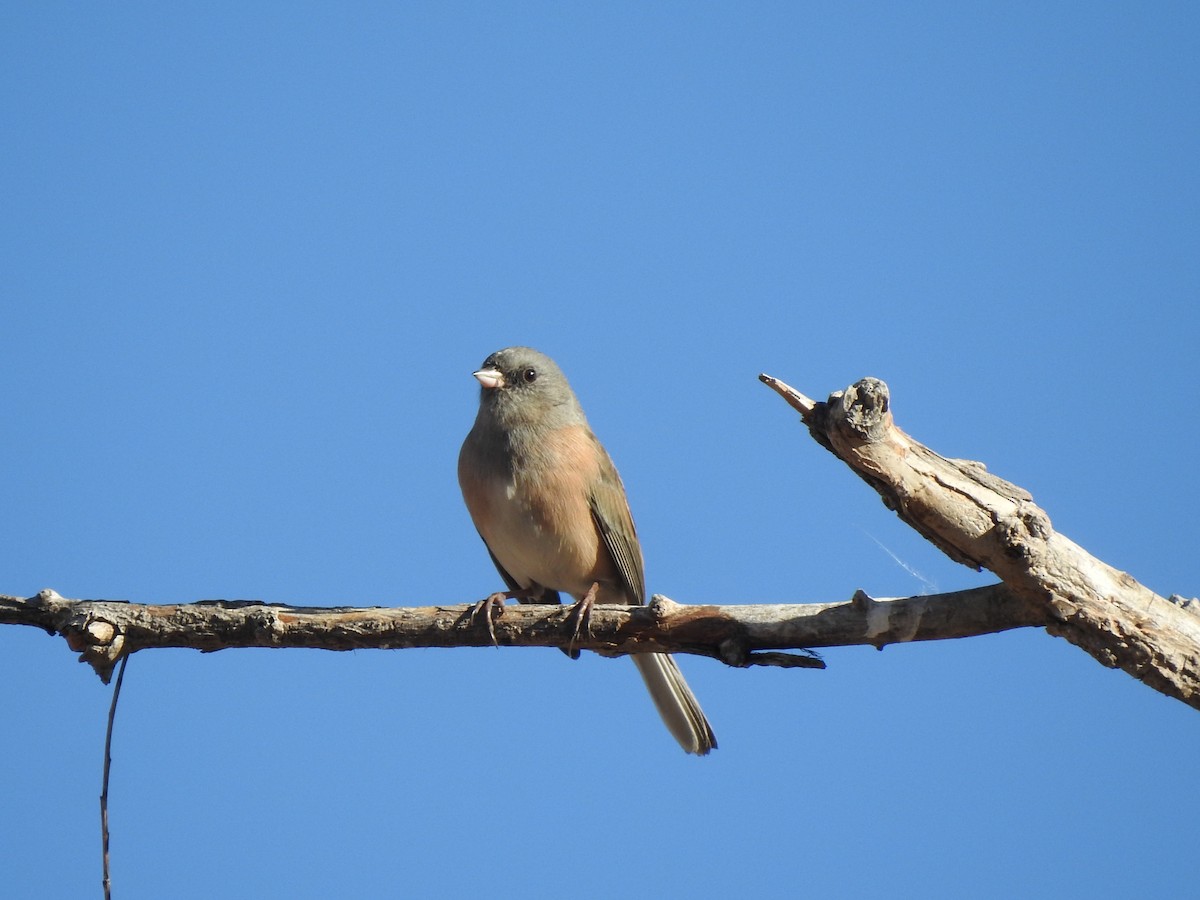 Dark-eyed Junco (Pink-sided) - ML610870065