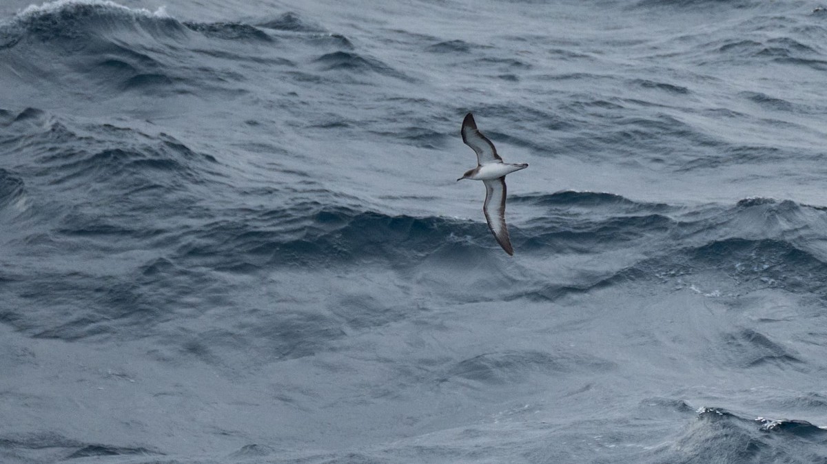 Cape Verde Shearwater - Marcus Bergström