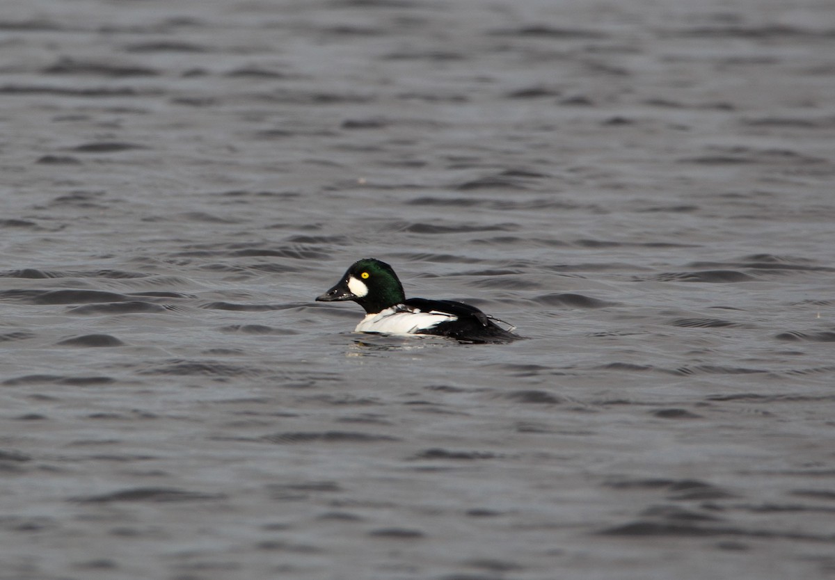 Common Goldeneye - ML610870085