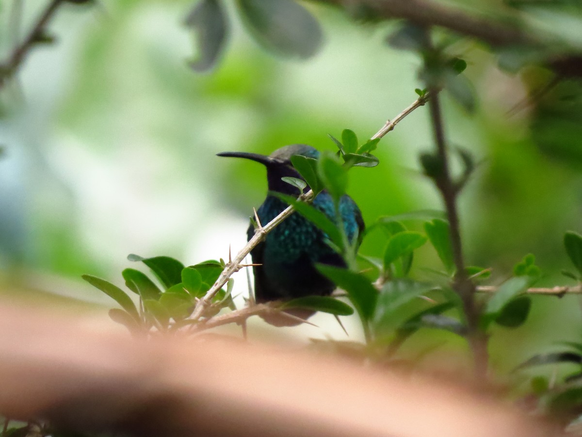 Sparkling Violetear - Gary Prescott